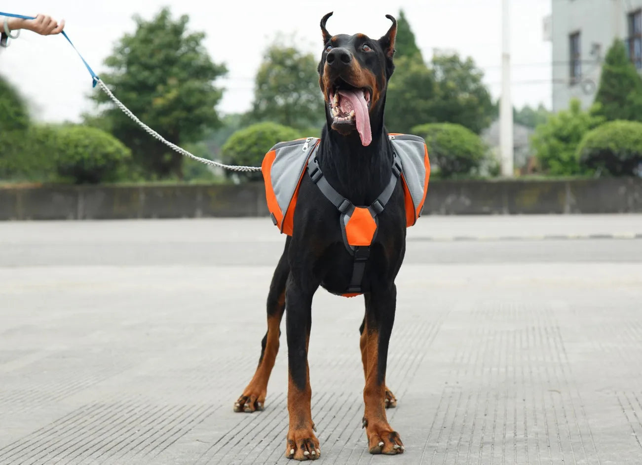 Oxford Fabric Outdoor Dog Backpack: Adventure Awaits!